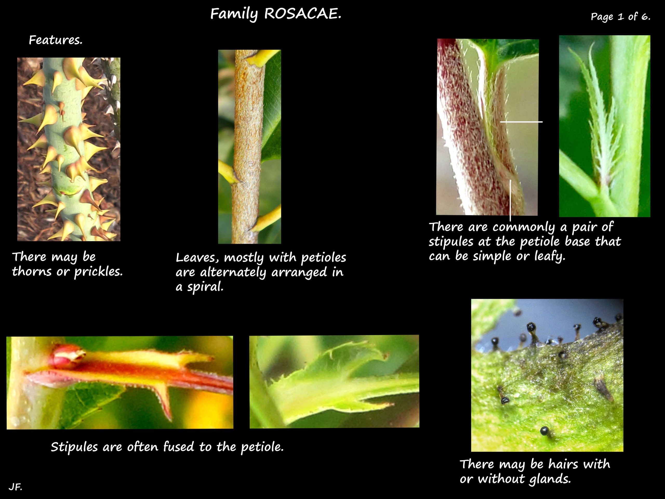 1 Rosaceae stems & thorns